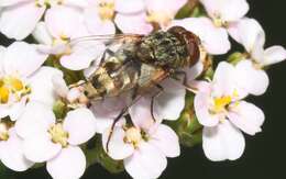 Image of Miltogramma punctata Meigen 1824