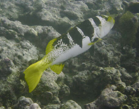 Image of Blacksaddled Coral Grouper