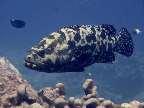 Epinephelus fuscoguttatus (Forsskål 1775) resmi