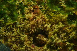 Image of Mussel Blenny