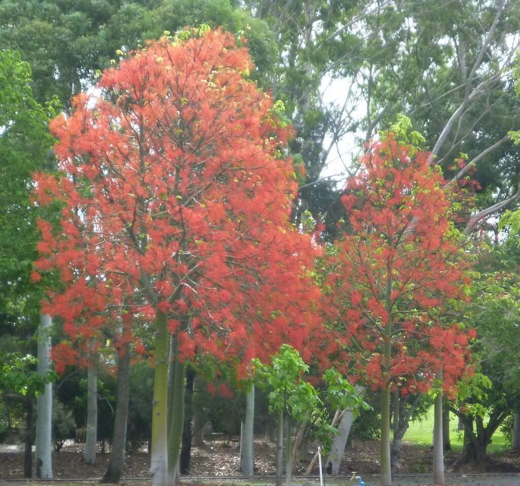 Image of flame bottletree