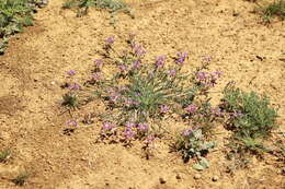 Imagem de Astragalus nothoxys A. Gray