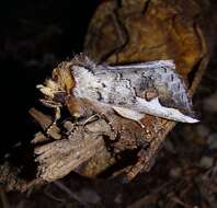 Image of White-headed Prominent