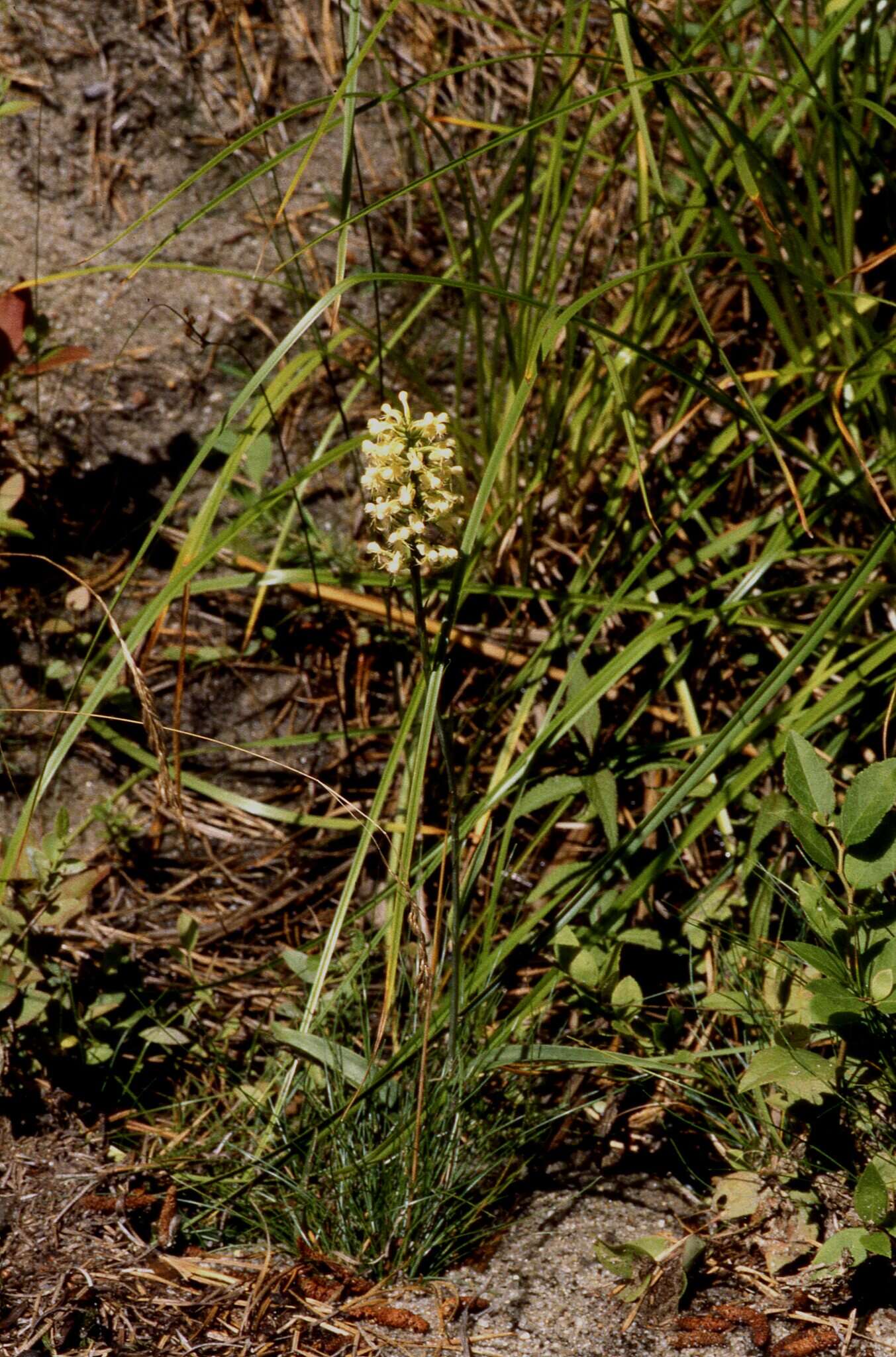 Platanthera pallida P. M. Br. resmi