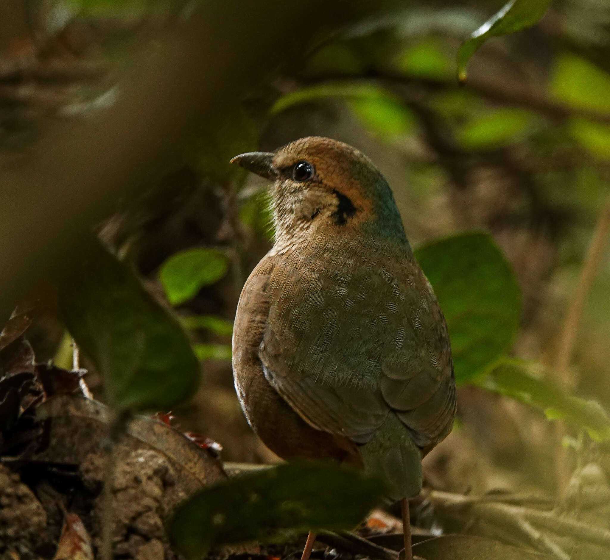 Image of Blue-naped Pitta