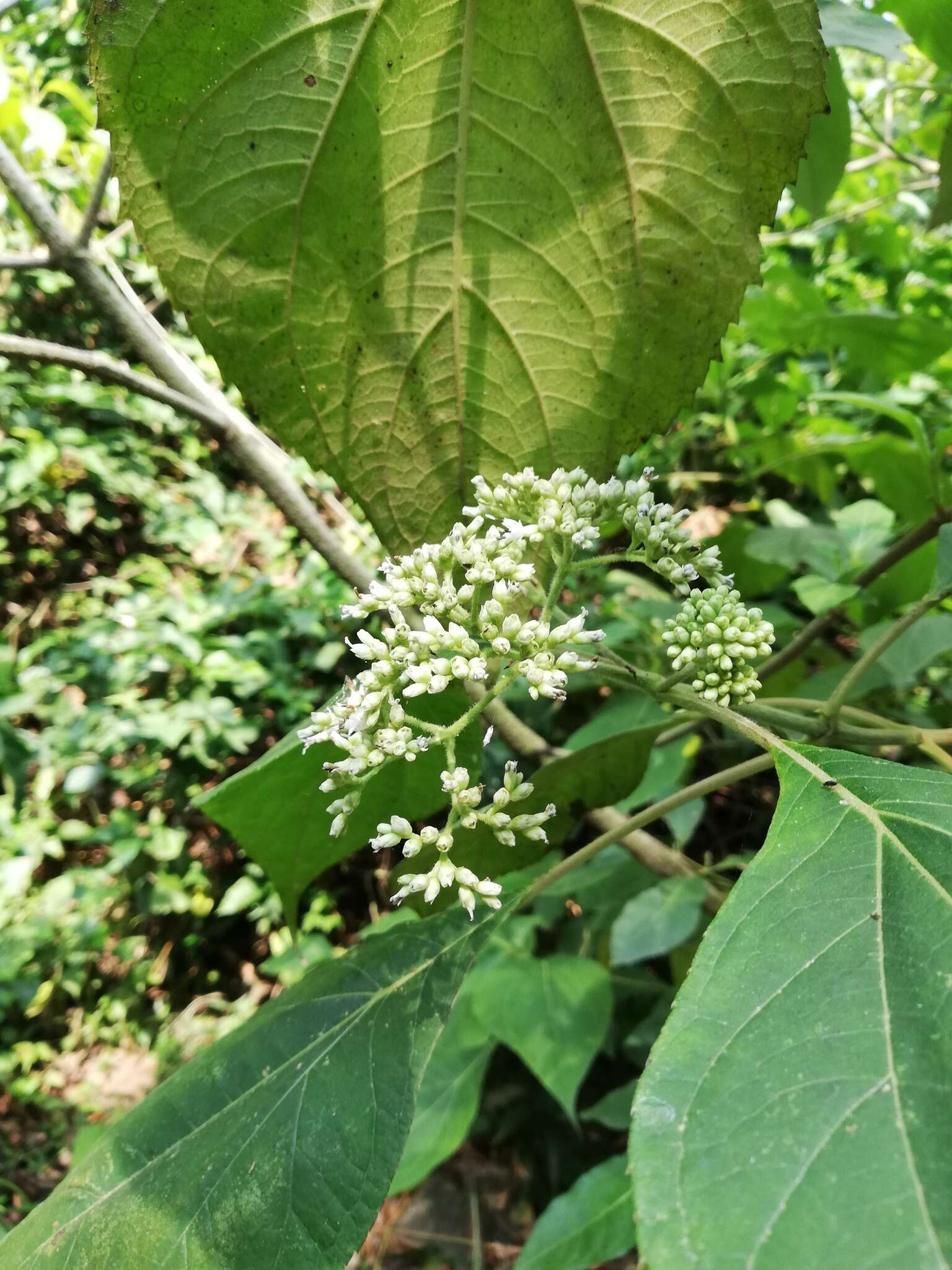 Image of Clibadium arboreum J. D. Smith.