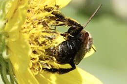 Image of Svastra obliqua caliginosa (Cresson 1879)