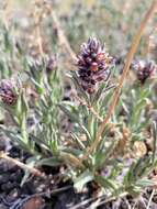 Imagem de Stachys rothrockii A. Gray