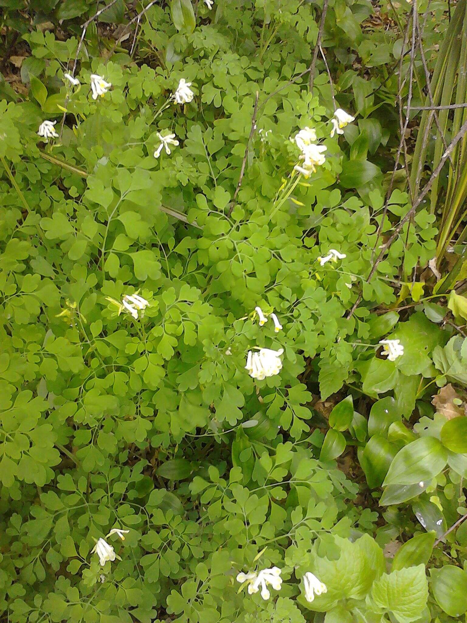 Image of pale corydalis