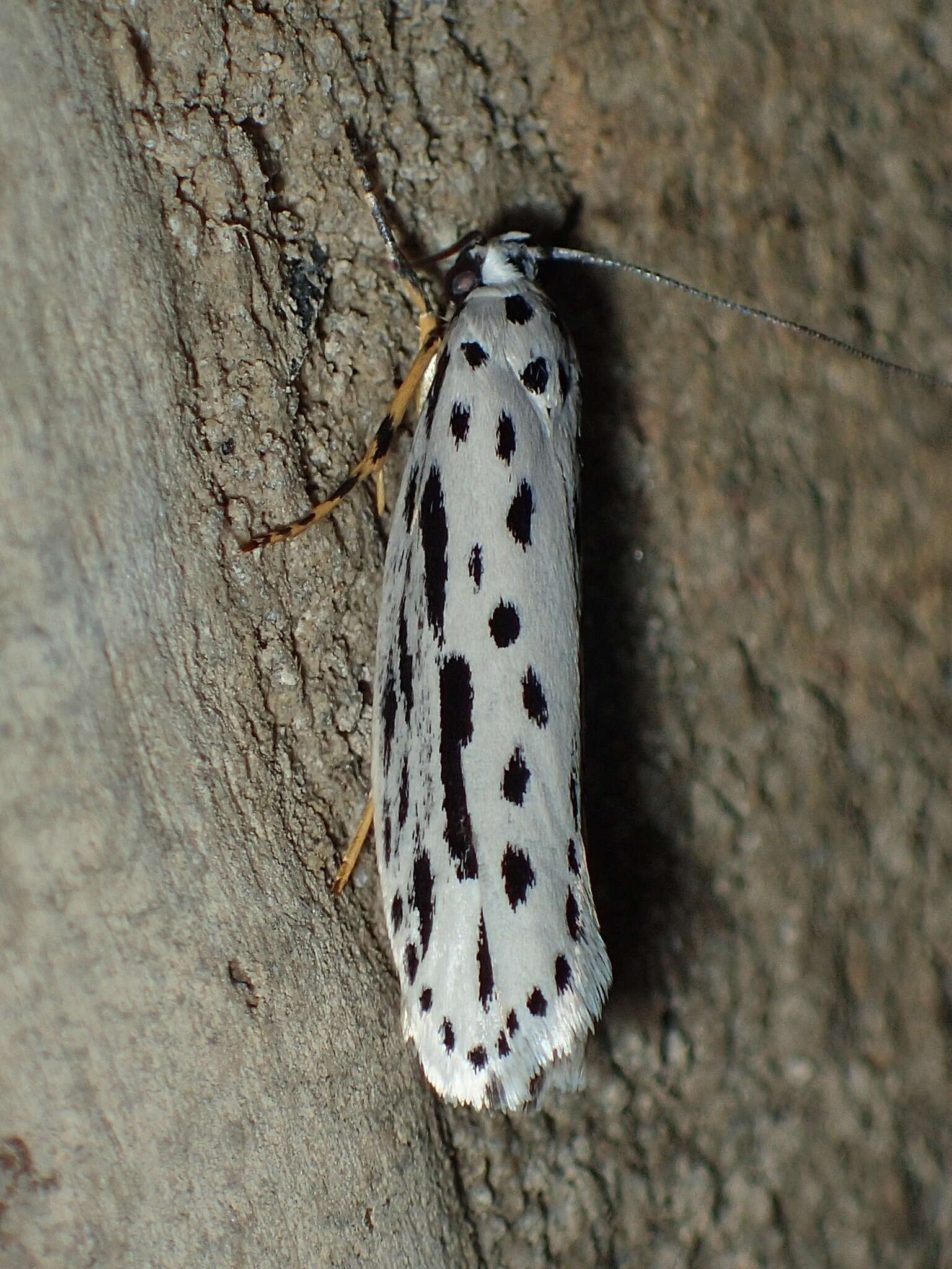 Image of Zeller's Ethmia Moth