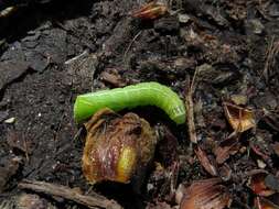 Слика од Amphipyra pyramidea Linnaeus 1758