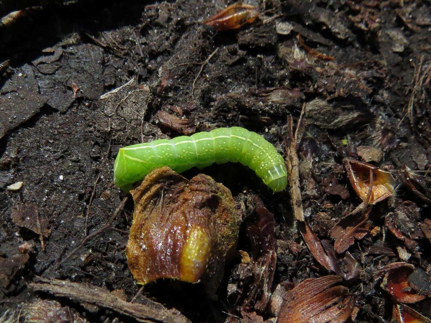 Слика од Amphipyra pyramidea Linnaeus 1758