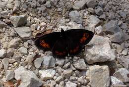 Image of scotch argus