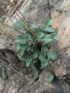 Image of Cephalaria dagestanica Bobrov