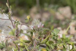 Image de Trifolium infamia-ponertii Greuter