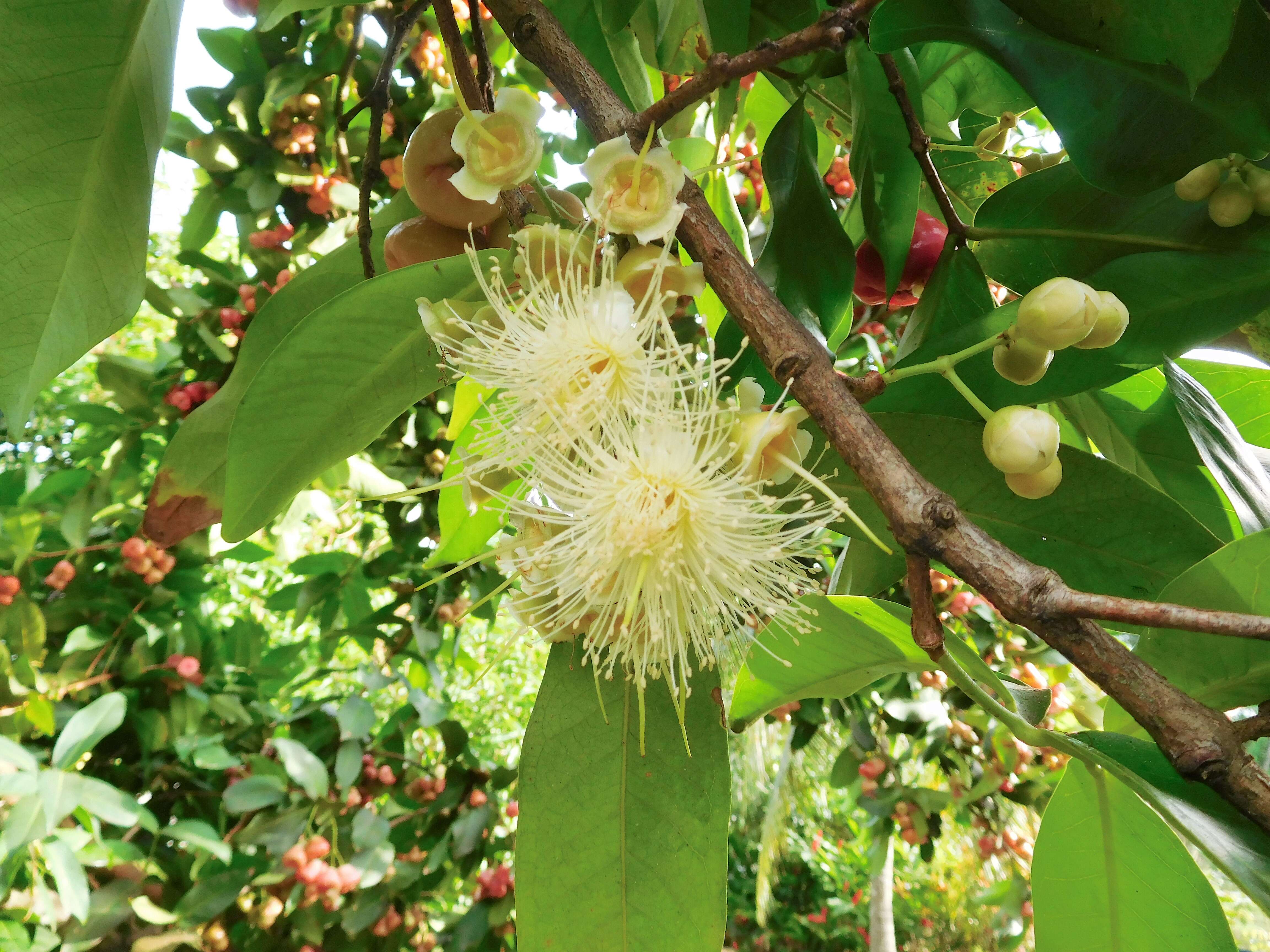 Imagem de Syzygium samarangense (Bl.) Merr. & L. M. Perry