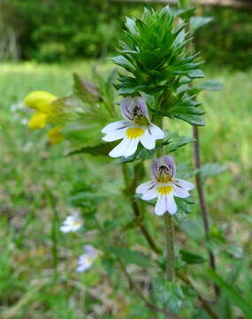 Imagem de Euphrasia nemorosa (Pers.) Wallr.