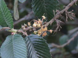 Image of Cercocarpus macrophyllus C. Schneid.
