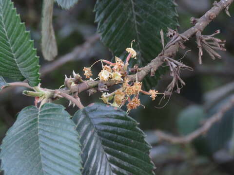 Cercocarpus macrophyllus C. Schneid.的圖片