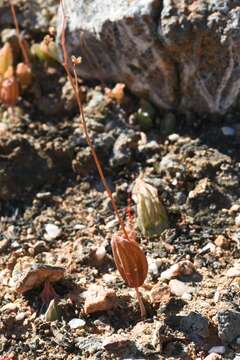 Image of Bulbine diphylla Schltr. ex Poelln.