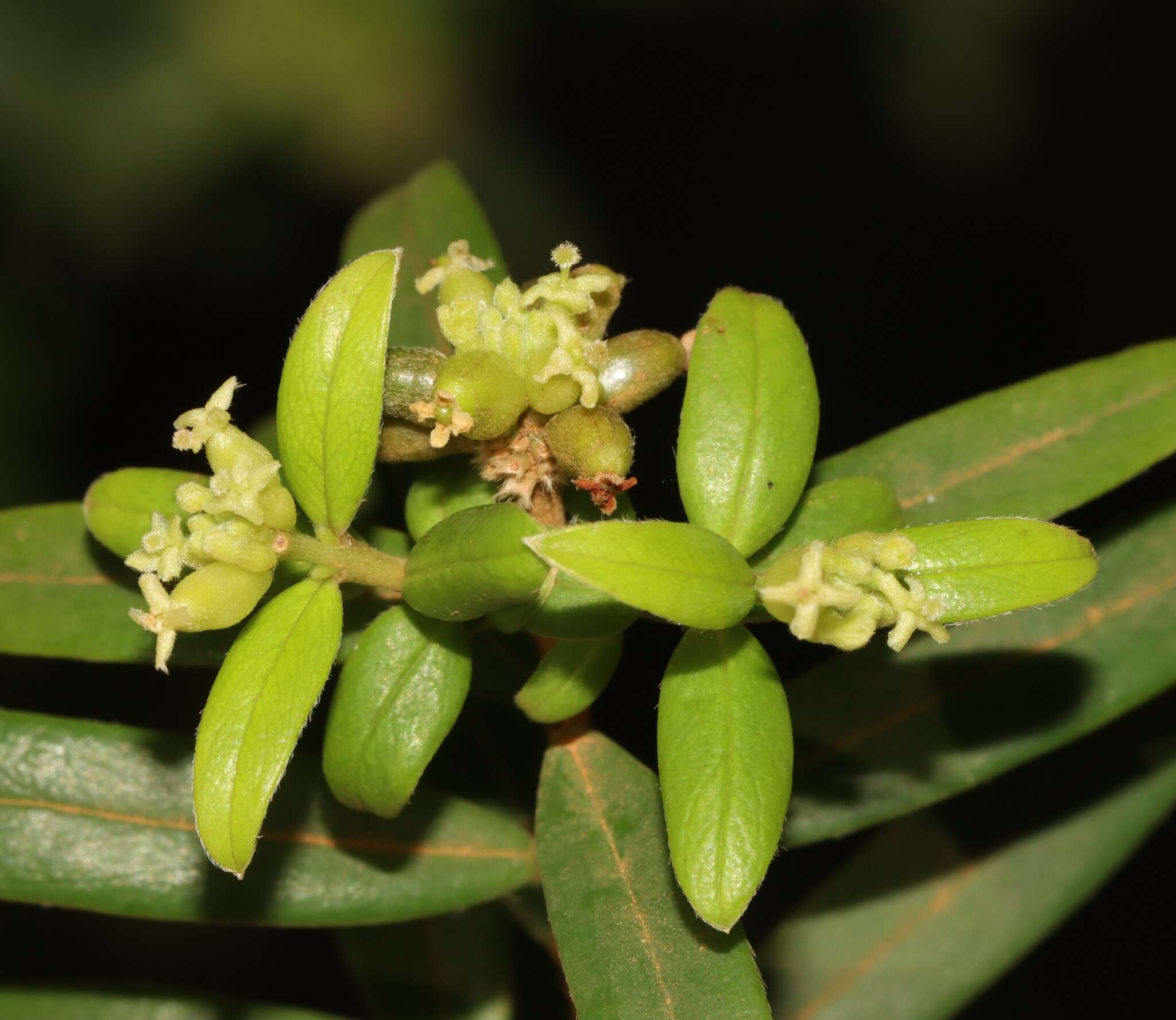 Image of Pimelea clavata Labill.