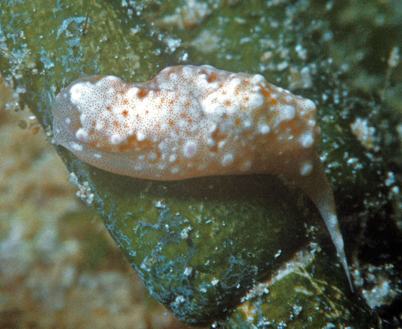 Image of Odontoglaja Rudman 1978