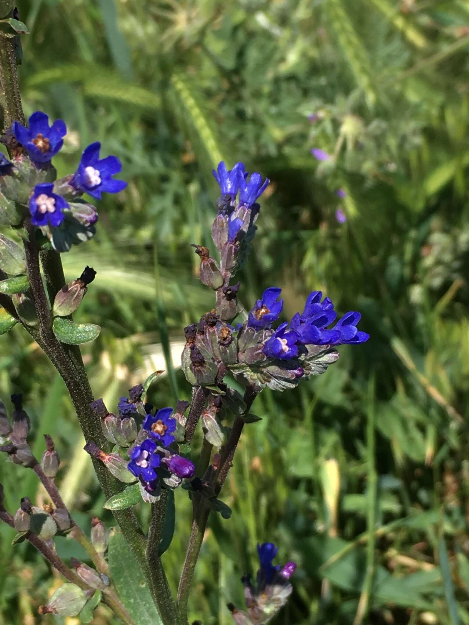 Image of Anchusa leptophylla Roem. & Schult.