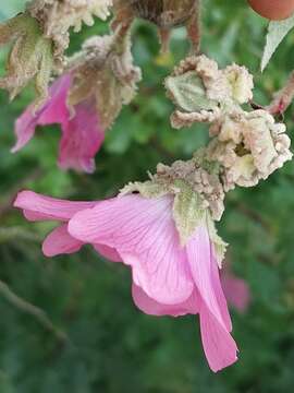 Image of Mountain mallow