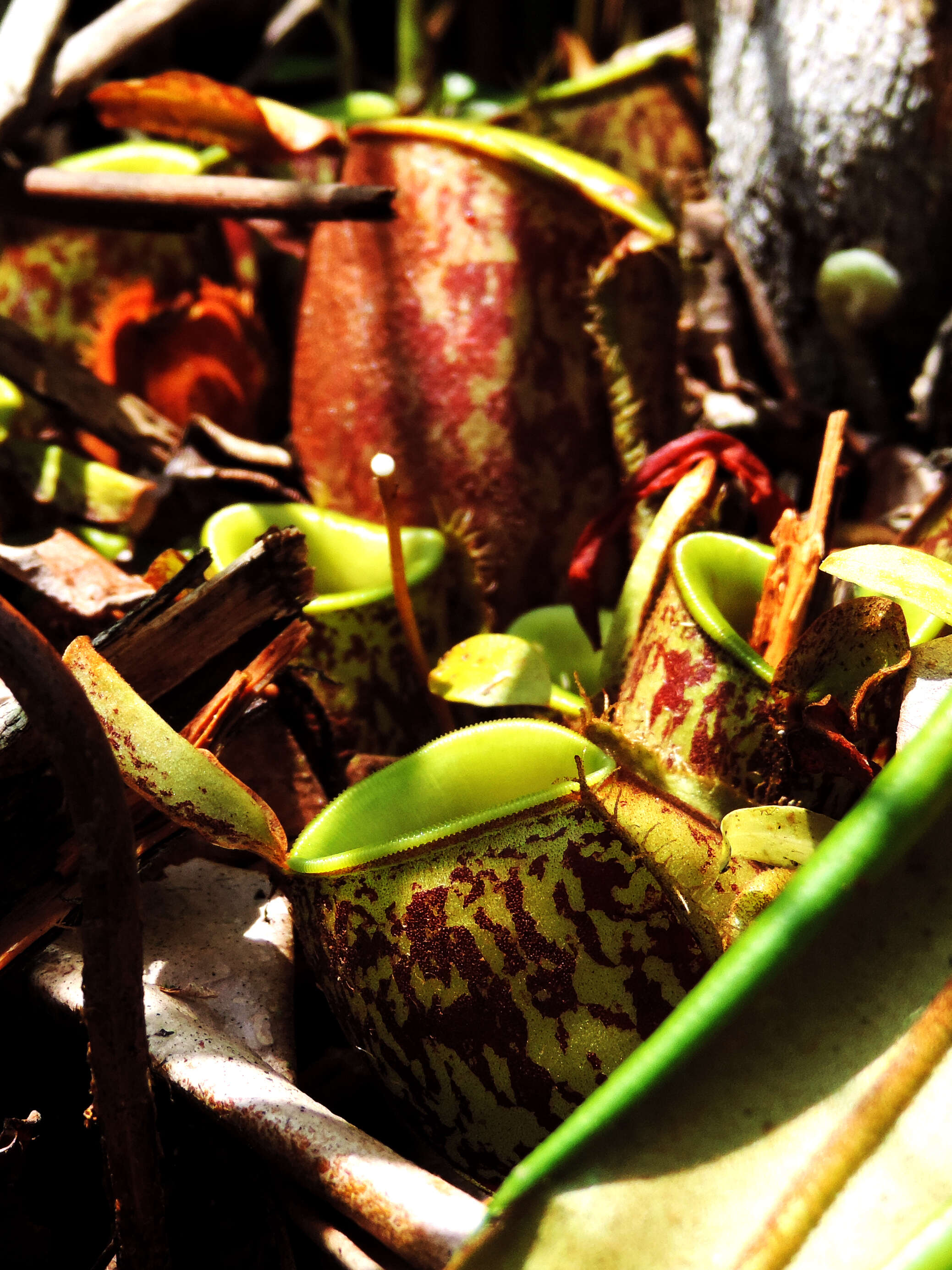 Image of Flask-Shaped Pitcher-Plant