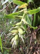 Tillandsia biflora Ruiz & Pav. resmi