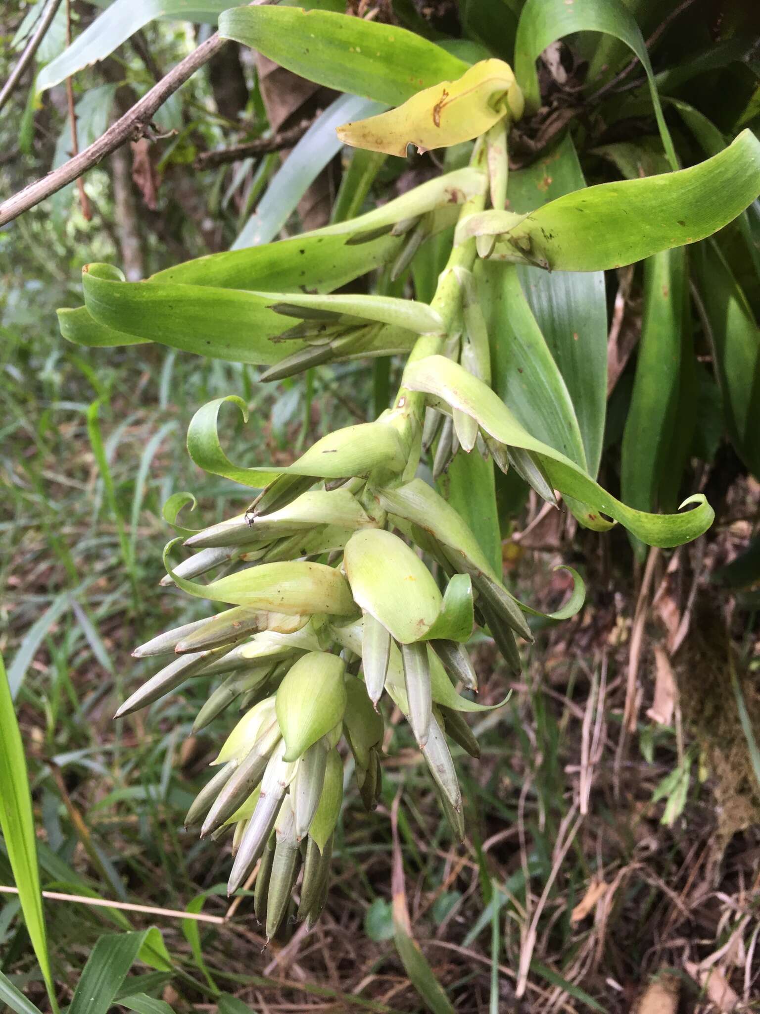 Tillandsia biflora Ruiz & Pav. resmi