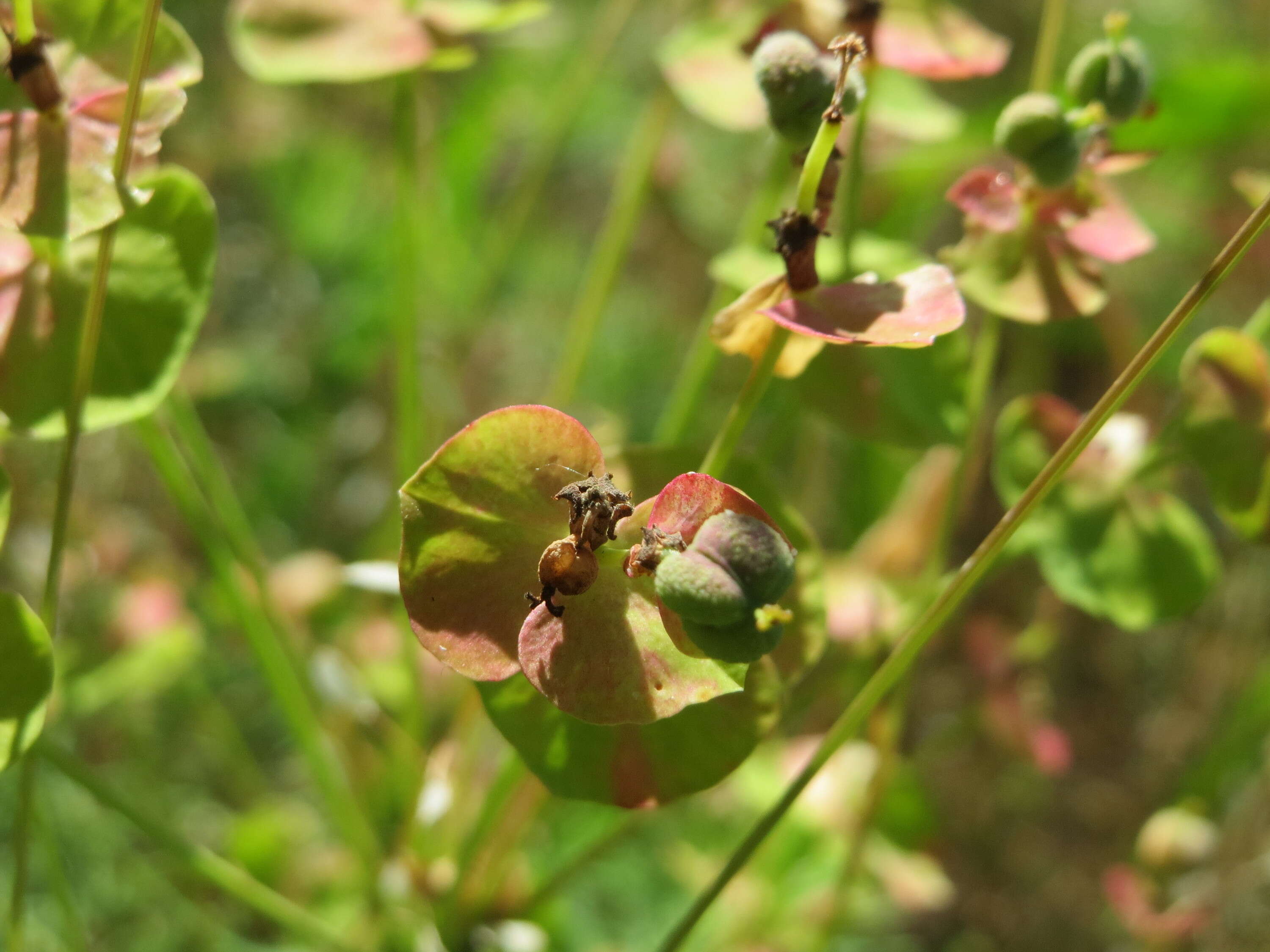 Image de Euphorbe petit cyprès