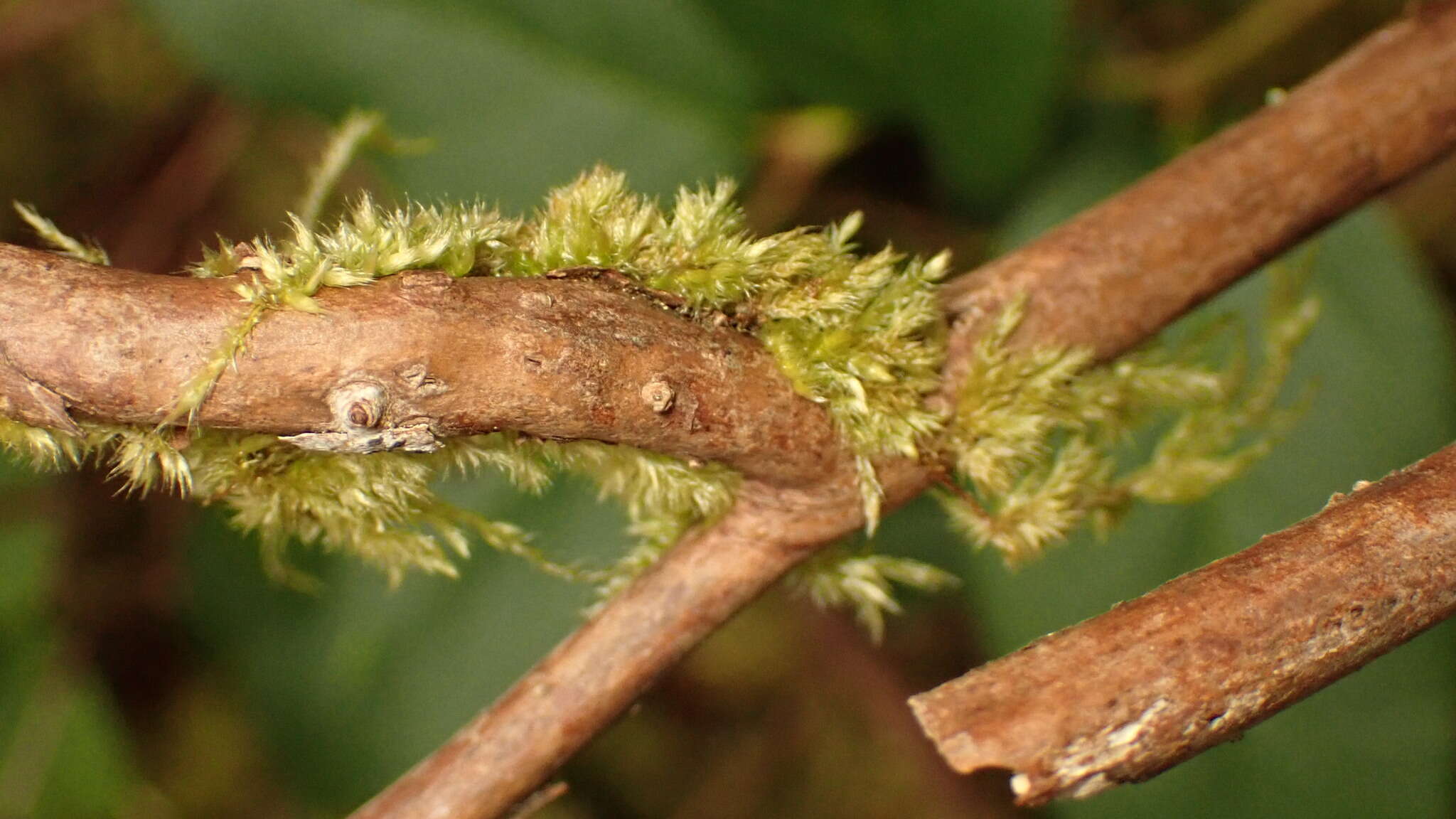 Image of Nuttall's homalothecium moss