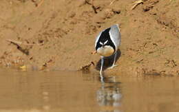 Image of Egyptian plovers