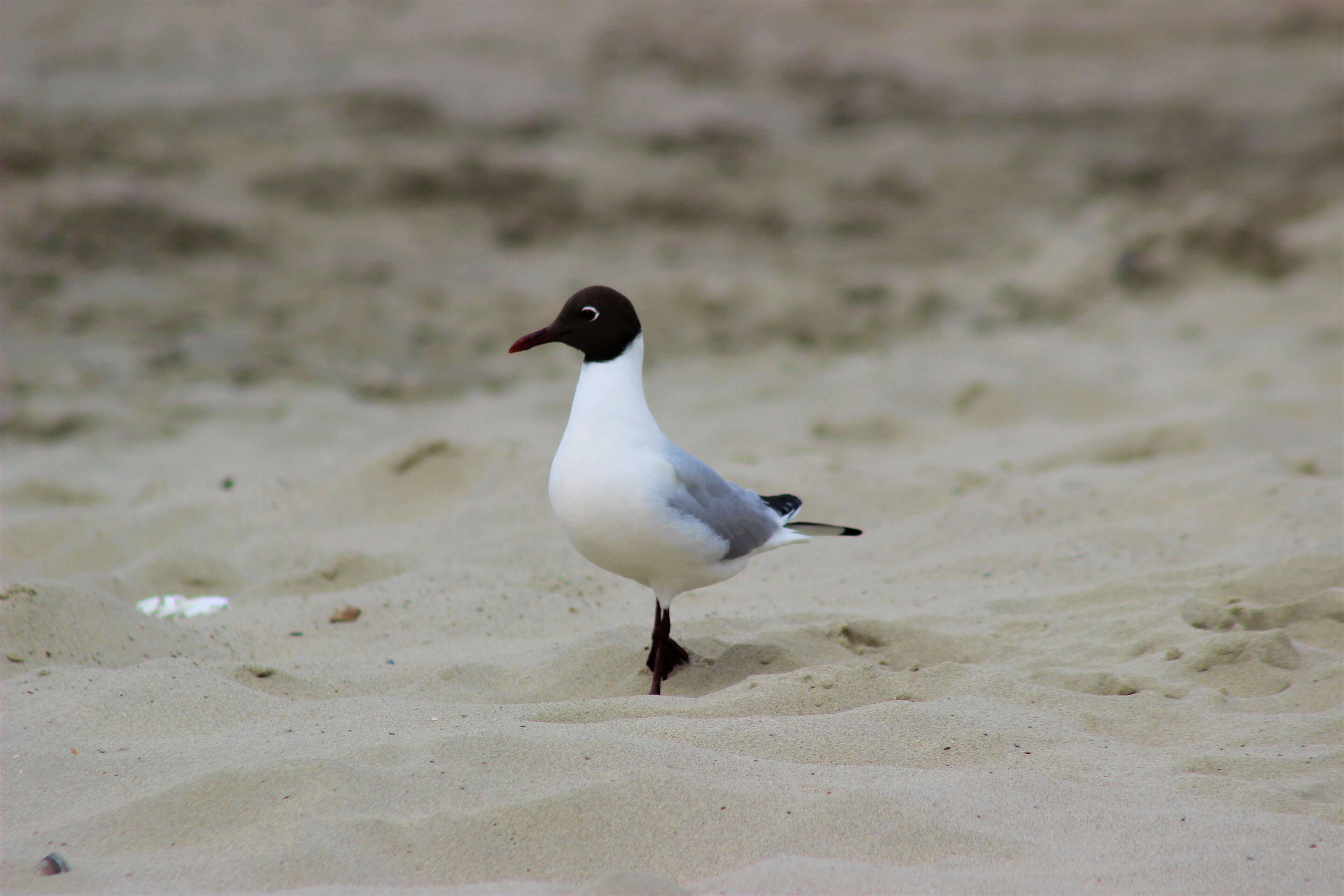 Image of Black-headed Gull