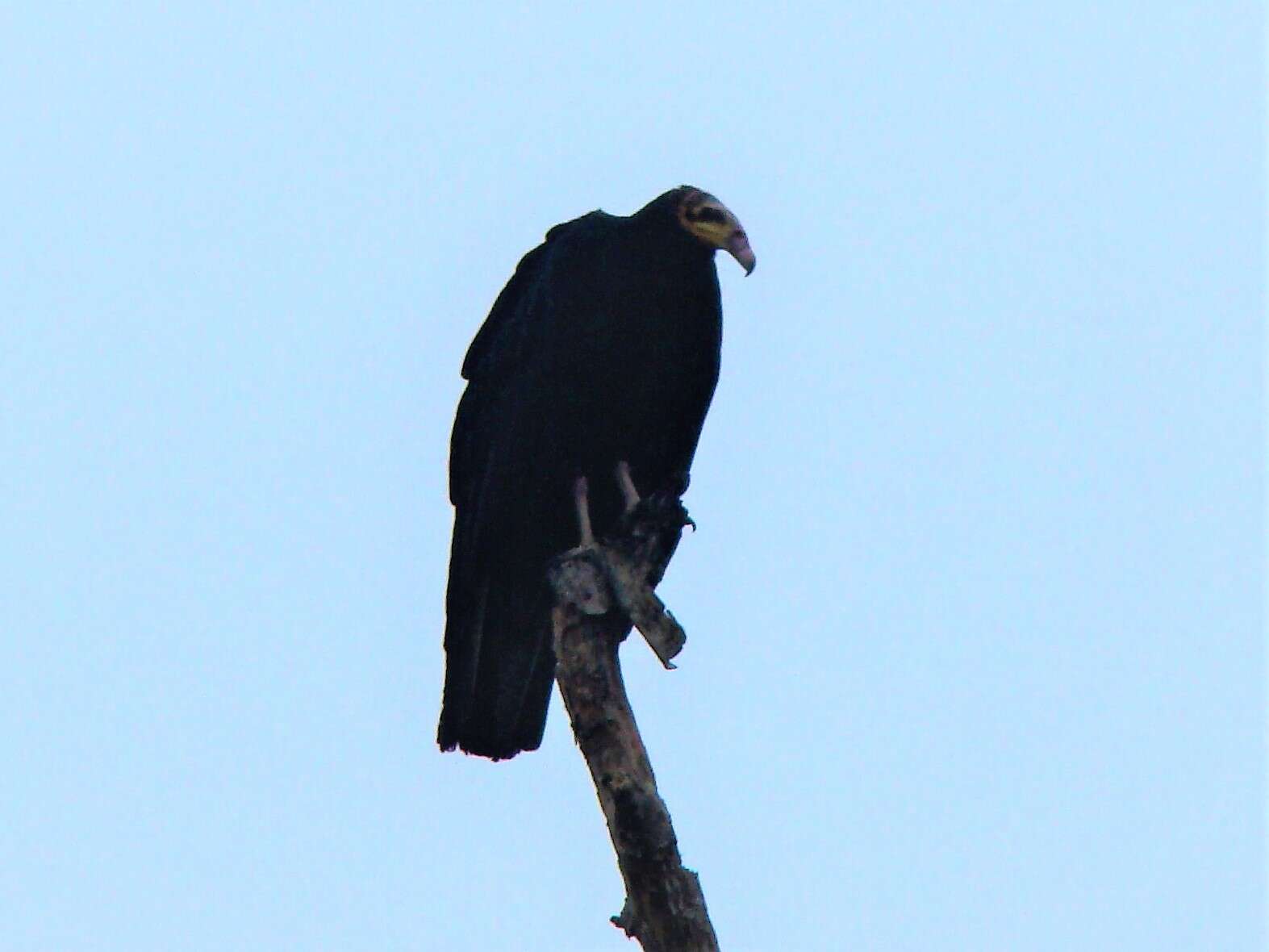 Image of Greater Yellow-headed Vulture