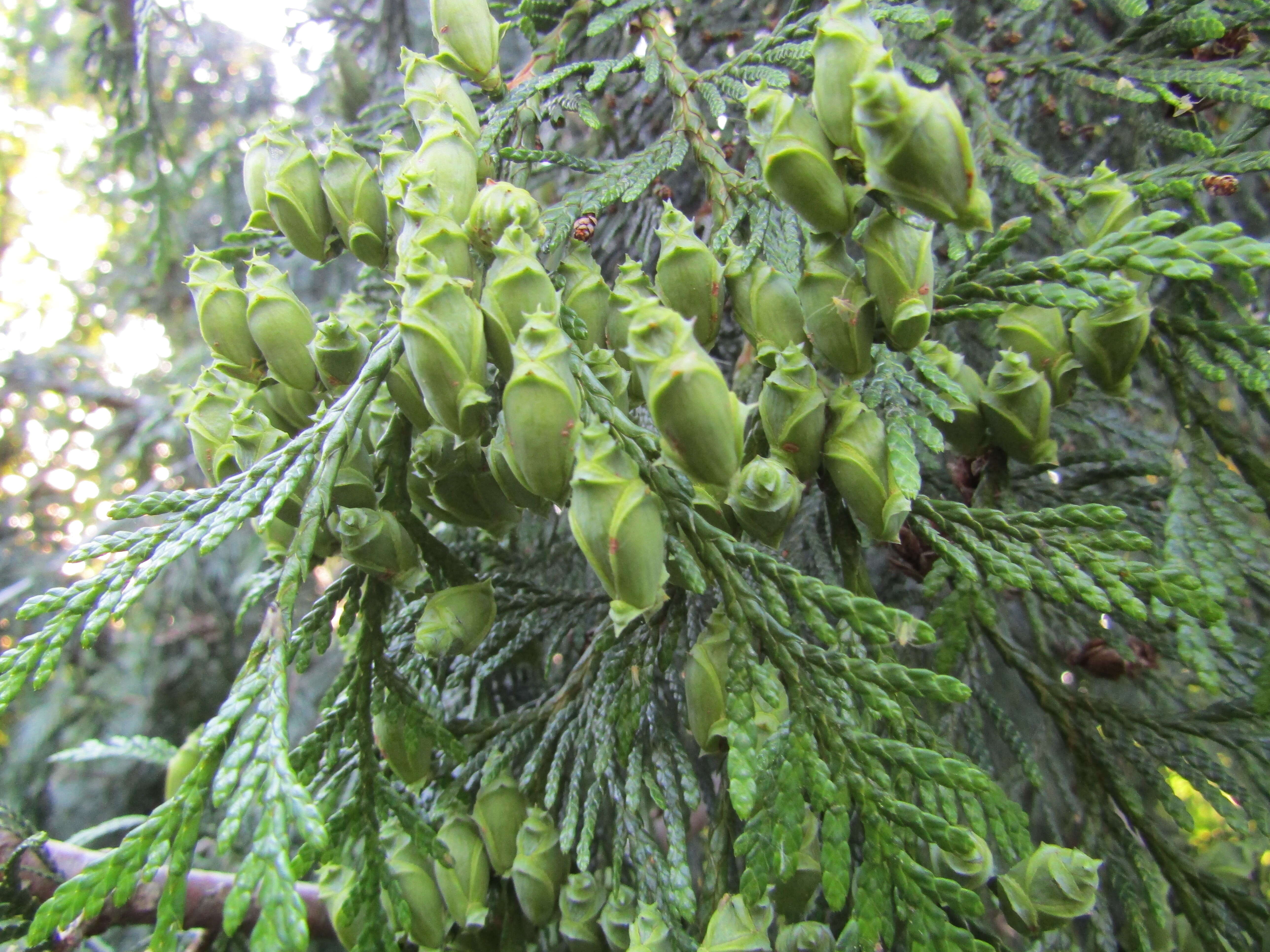 Image of Canoe Cedar