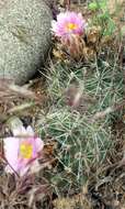 صورة Sclerocactus glaucus (K. Schum.) L. D. Benson