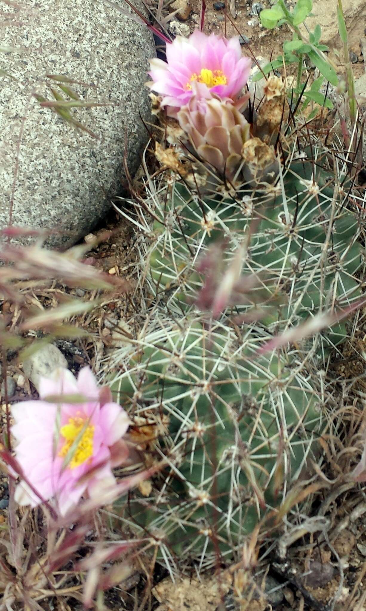 Image of Colorado hookless cactus