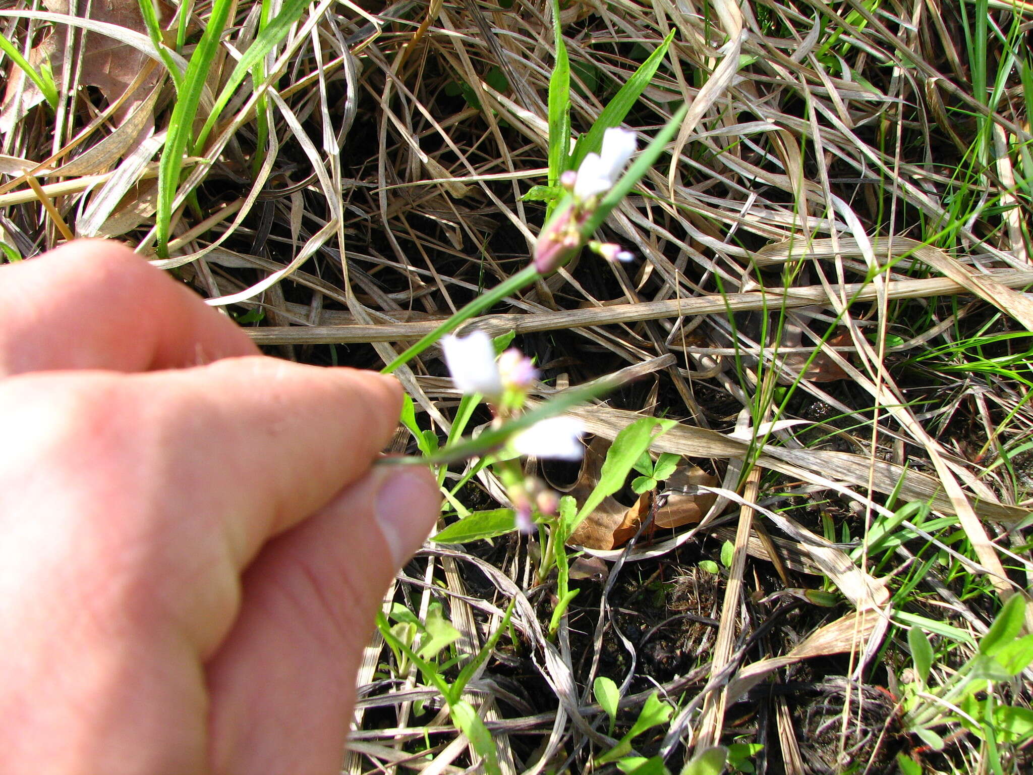 Image of white blue-eyed grass