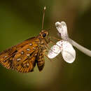 Imagem de Ceratrichia mabirensis Riley 1925