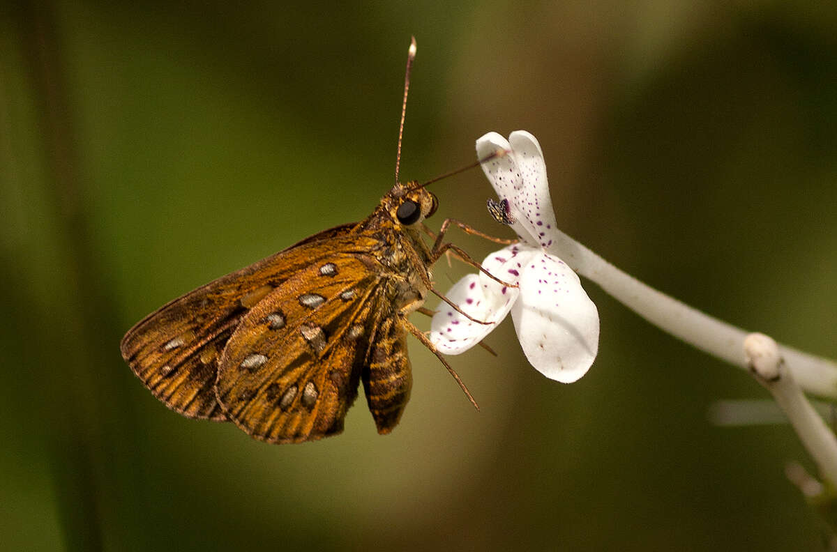 Image of Ceratrichia mabirensis Riley 1925