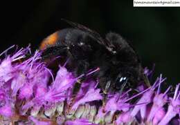 Image of Bombus ignitus Smith 1869