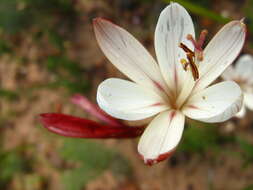 Image of Geissorhiza brevituba (G. J. Lewis) Goldblatt