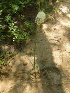 Image of eastern turkeybeard