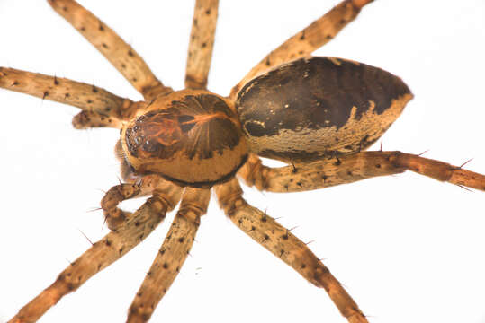 Image of Dolomedes vittatus Walckenaer 1837