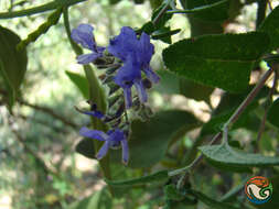 Imagem de Salvia melissodora Lag.