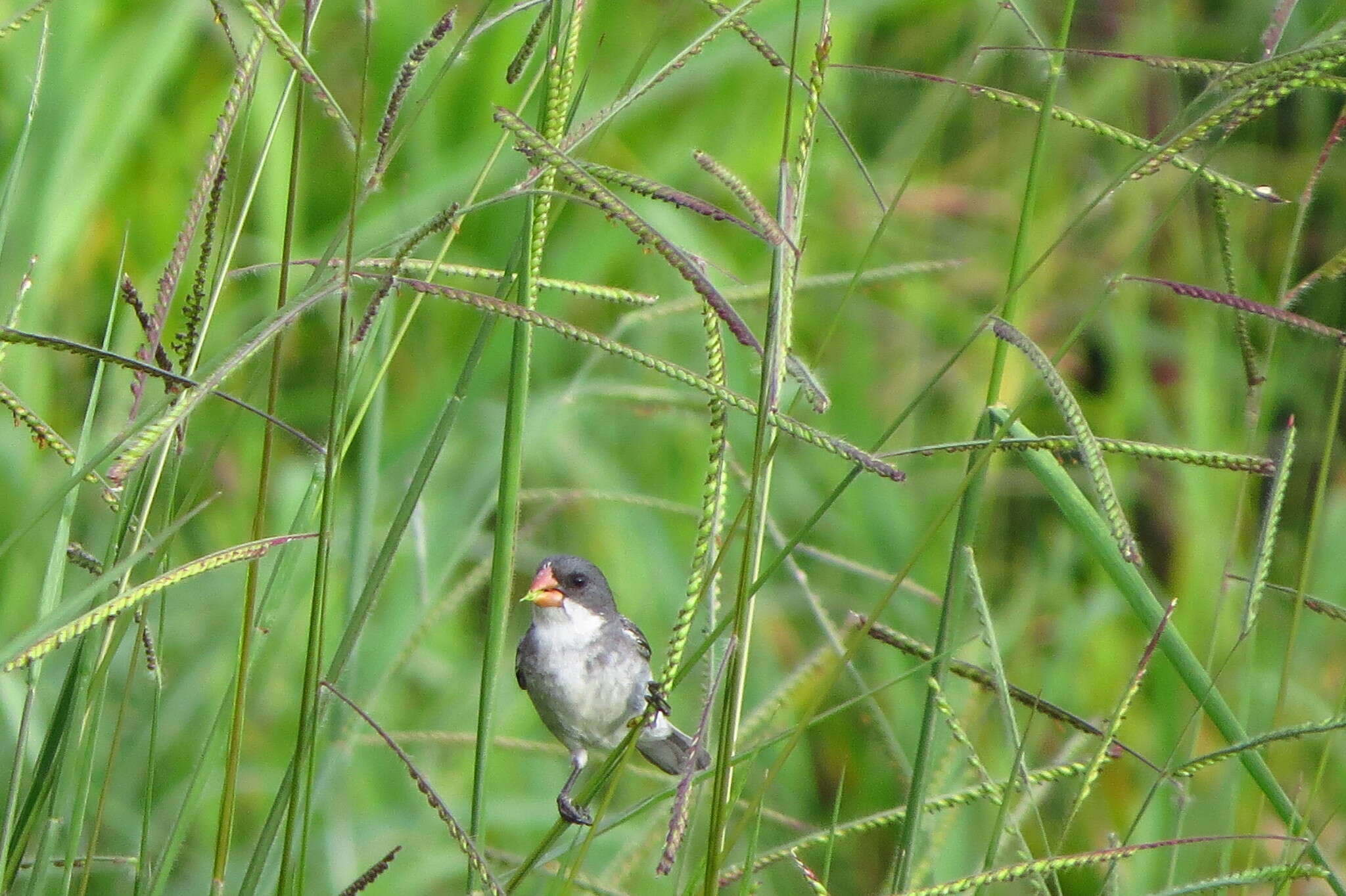 صورة Sporophila leucoptera (Vieillot 1817)