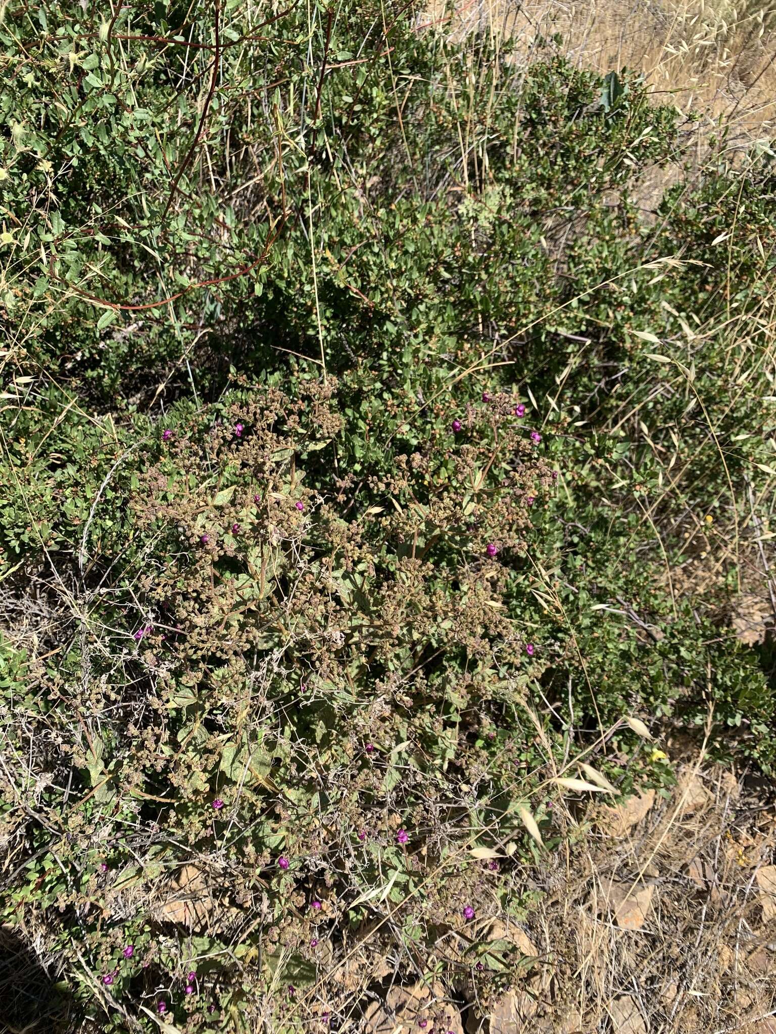 Image of Calceolaria purpurea R. Grah.