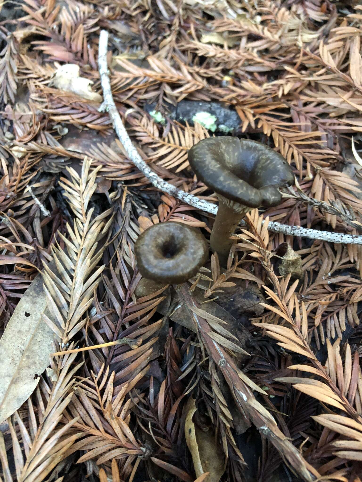 Image of Pseudoclitocybe